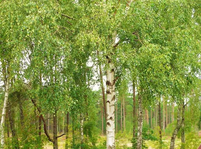 W Domu Wakacyjnym Roberto *